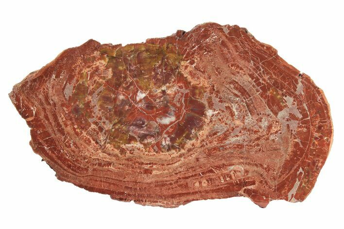 Polished Petrified Wood (Araucarioxylon) Slab - Arizona #239330